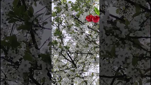 Расцвела под окошком белоснежная вишня...#вишня_в_цвету