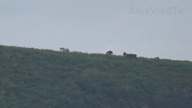 Оптический зум(увеличение). Видеокамера SONY HDR - CX620 смотреть онлайн