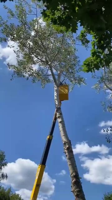 обрезка деревьев #услугиагрономов #обрезкадеревьев #д смотреть онлайн