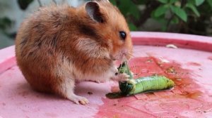Hamster vs Caterpie vs Shaymin