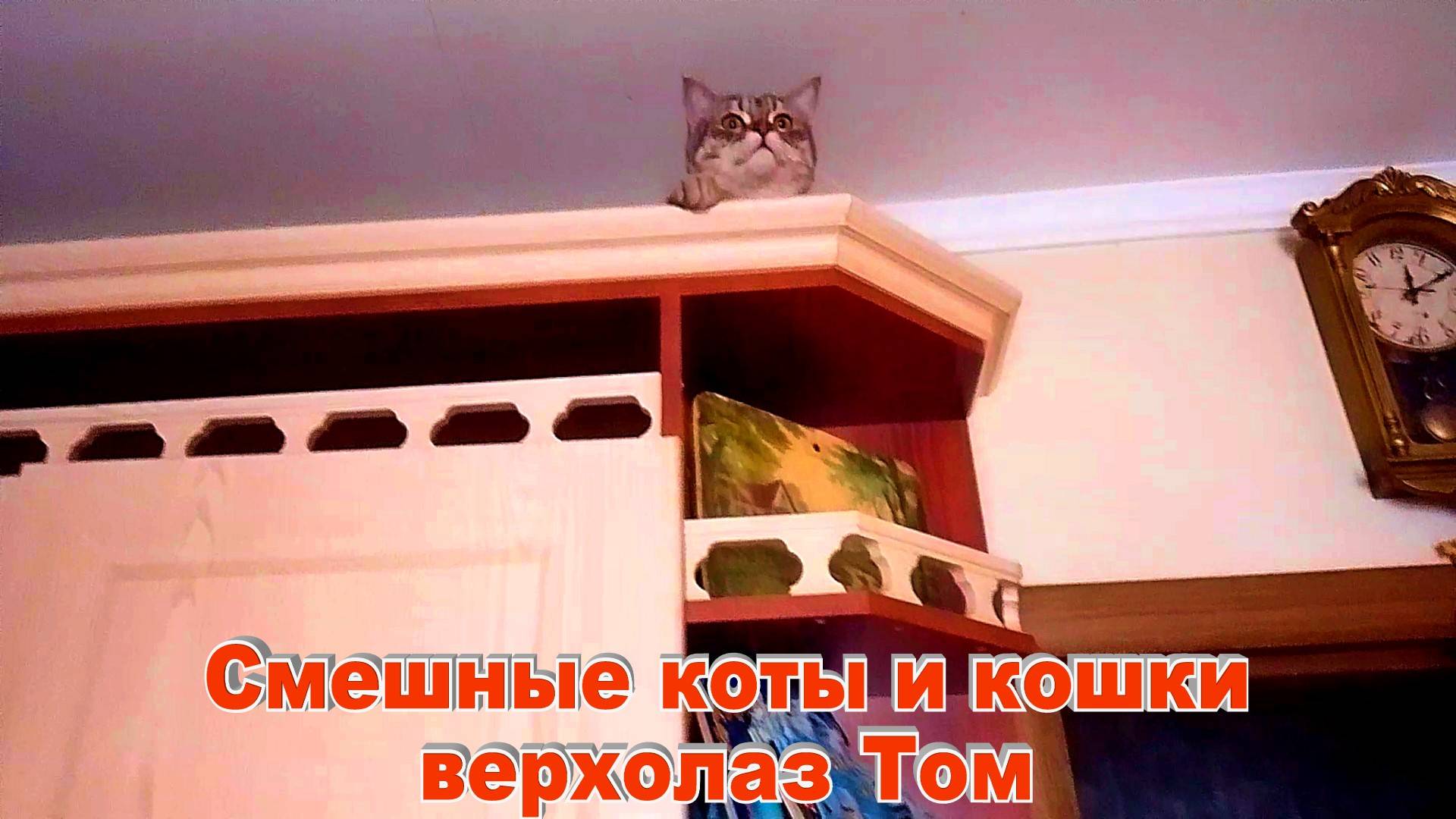 Смешные Коты и Кошки Том и Мила
