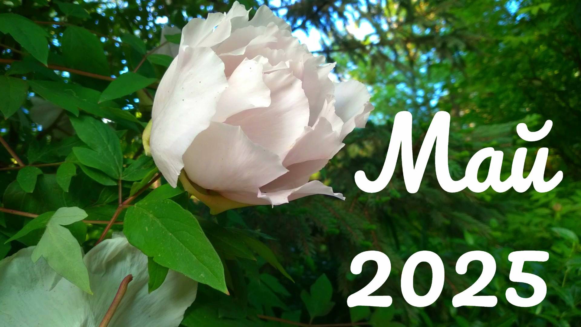 Май 2025