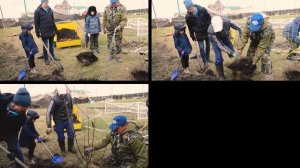Посадка деревьев