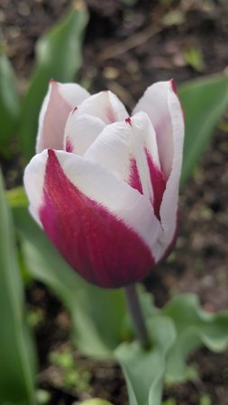 Тюльпаны в саду 🌷 🌷 🌷