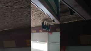 я еду на коннюшню