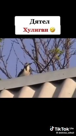 Дятел хулиган