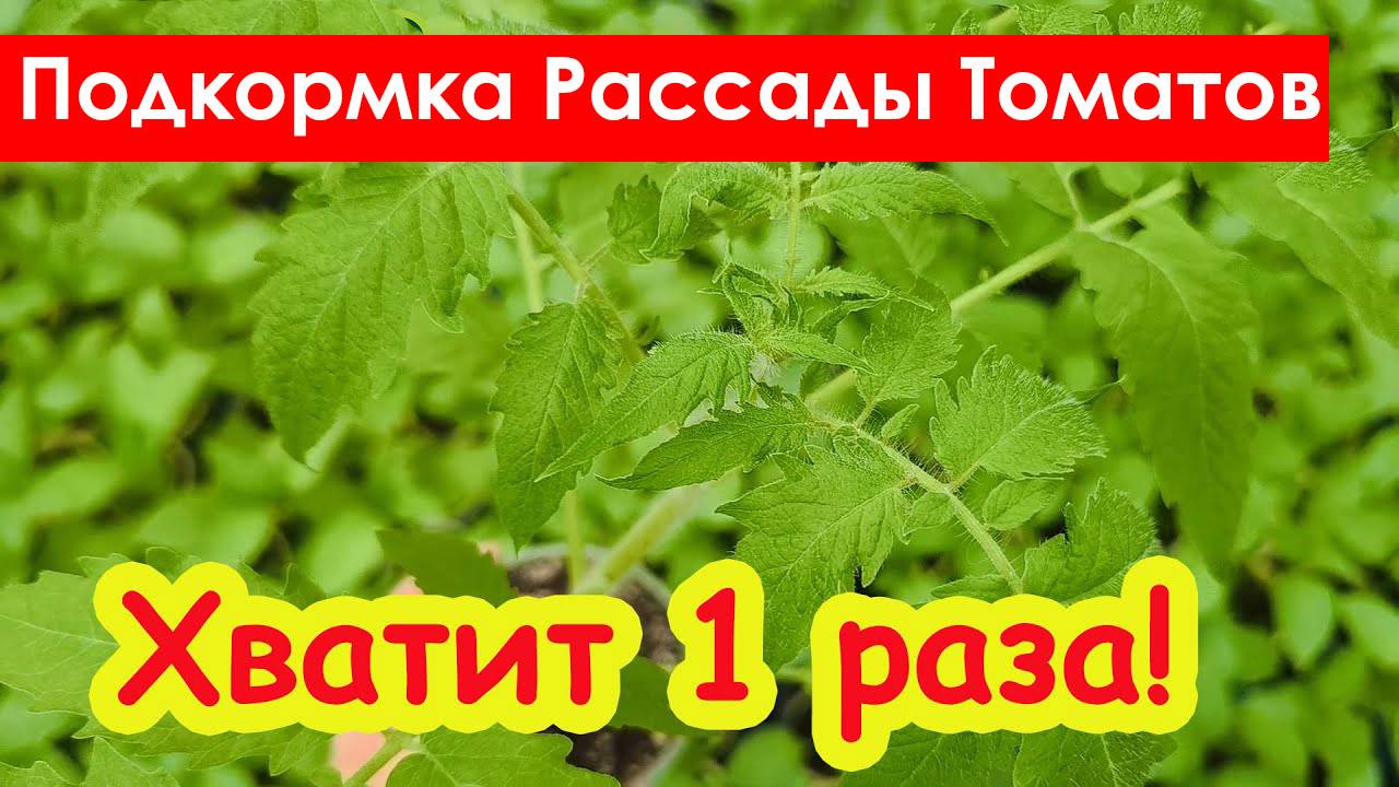 Подкормка Рассады Томатов перед высадкой в грунт. Высадка рассады томатов