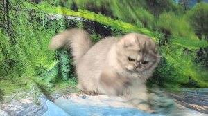 VID_20250516_162514.mp4