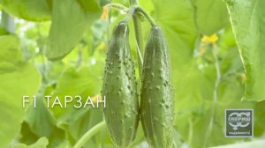 Огурец Тарзан. Профсемена Гавриш
