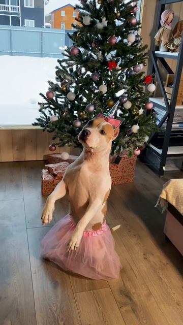 Новогодний стаффорд #shortvideo #amstaff #стаффорд #staff #смешныевидео #домашниеживотные #собака