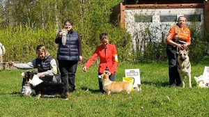 17.05.2025, СПб. Клуб "Кредо" (РКФ, РФОС). Выставка собак САС 1 группы FCI