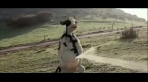 Кунг-фу корова 🐄
