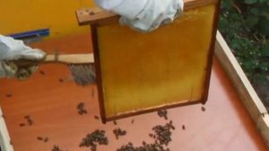 Забираем у пчел медовые рамки ч.1