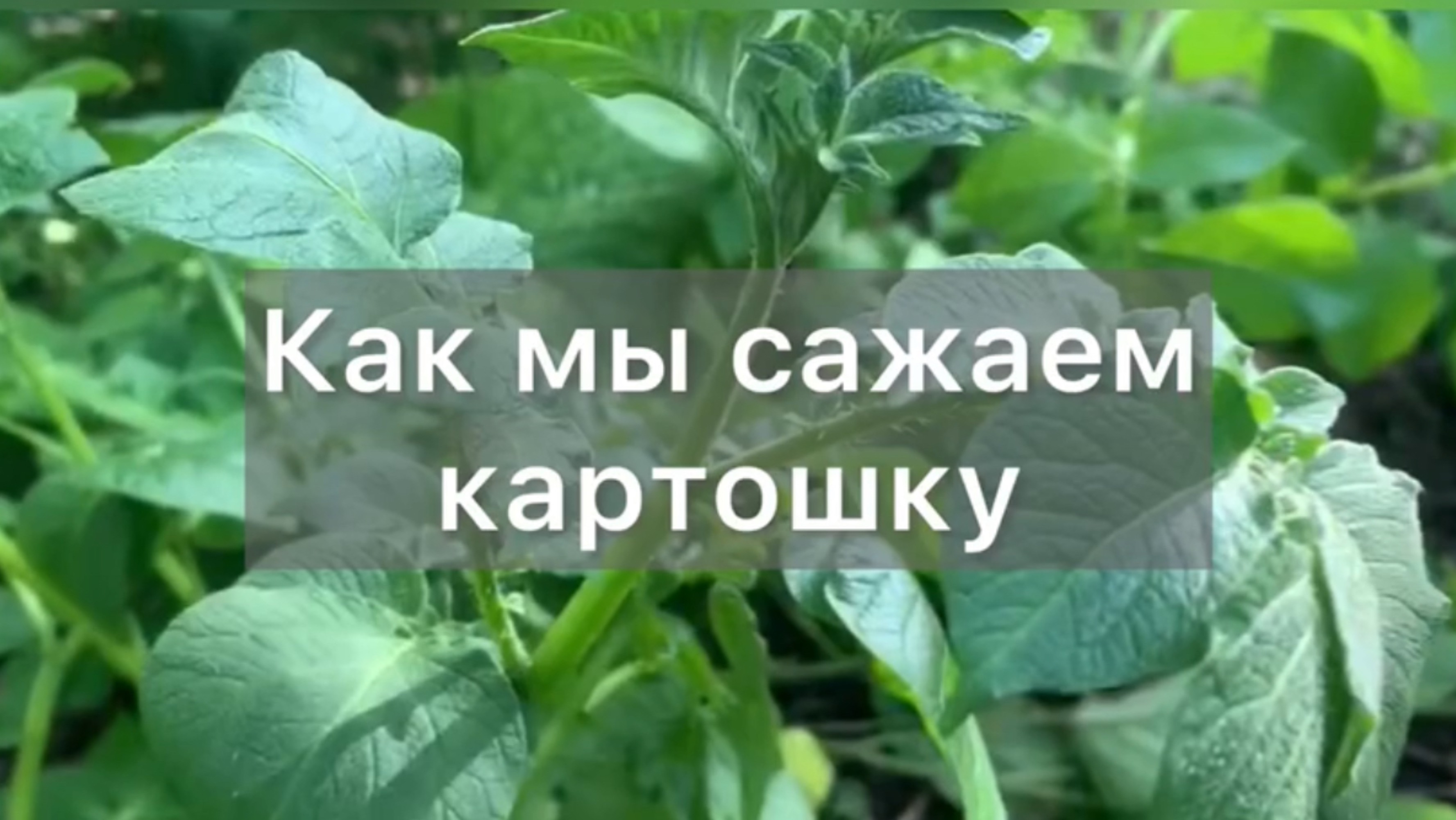 Урожайная картошка в мульче: Технология природного земледелия для ленивых садоводов