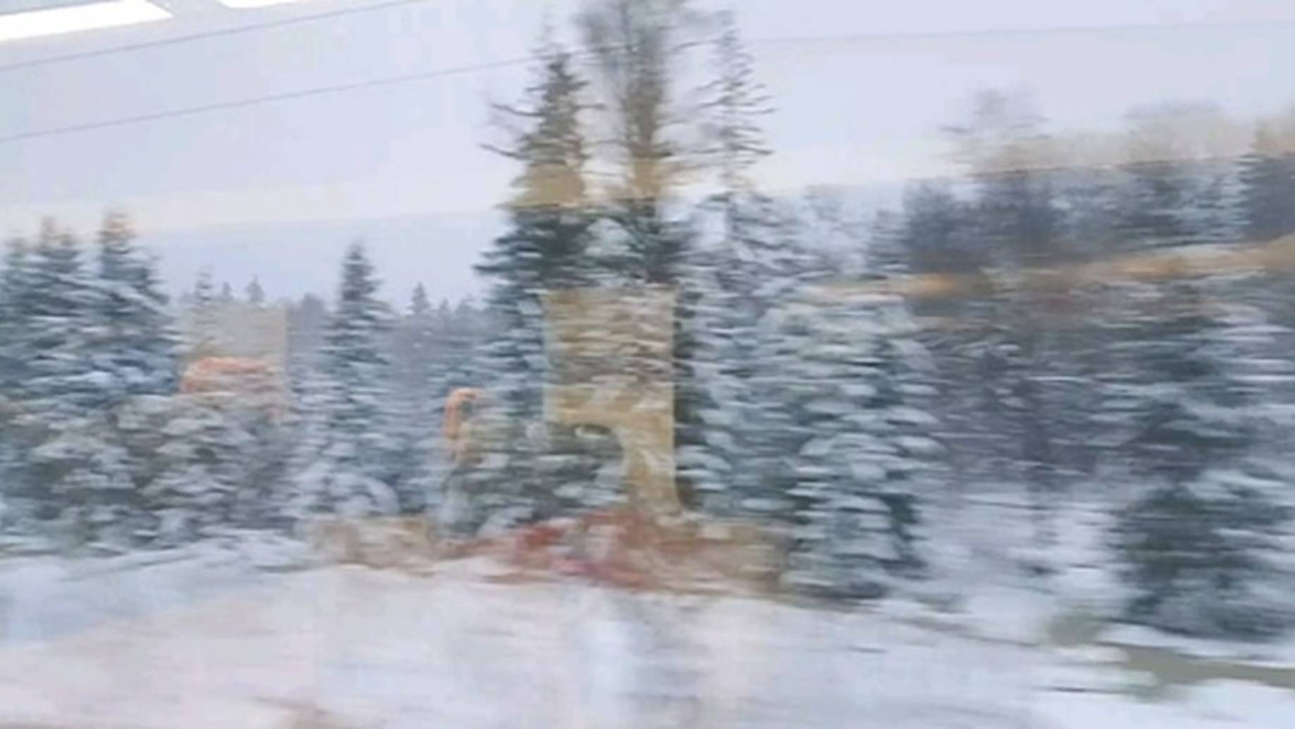 08.04.25.зима метёт_приготовила расходники для поделки_лес за окном электрички_комментарии