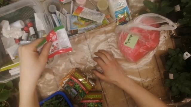 Удобрения! ПОДКОРМКА РАССАДЫ! Чем и когда подкормить р