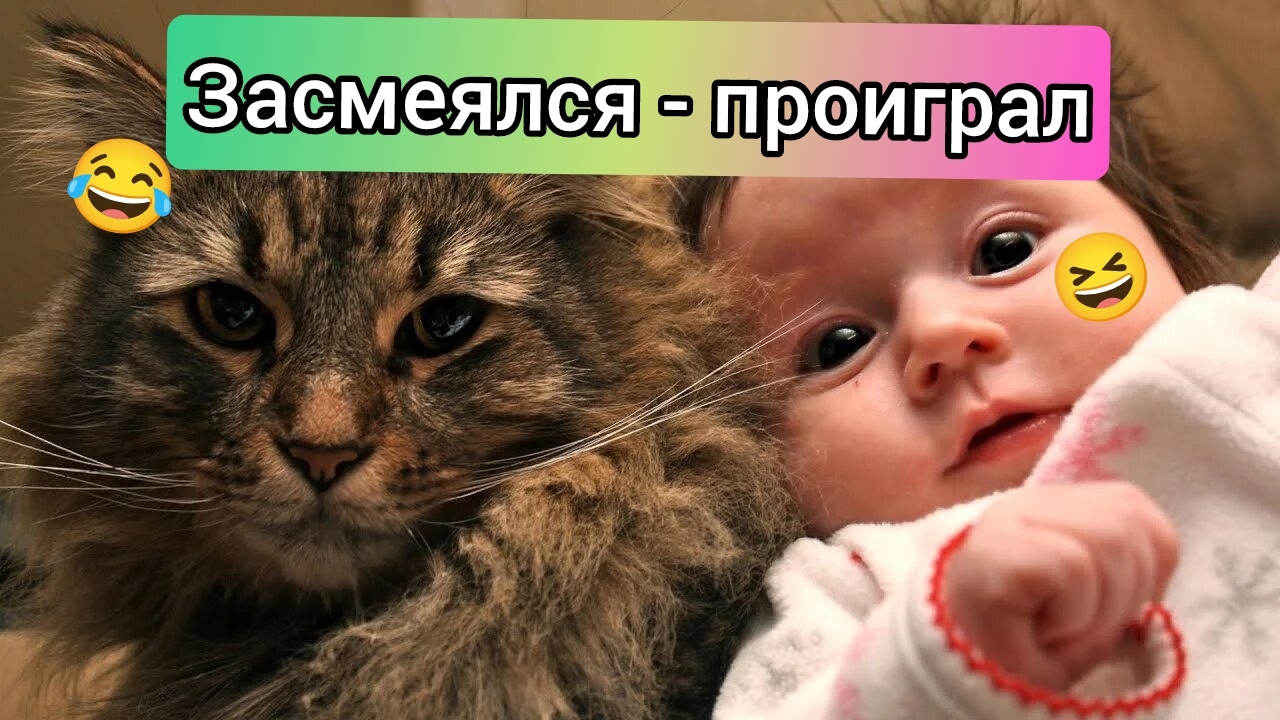 Смешные видео | приколы с животными #5
