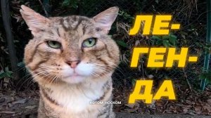 КОТ НОСОК ЖИВ!!!!!!🥳