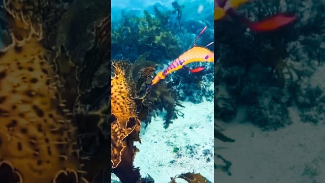 Интересные факты! Морские Драконы - хрупкие и редкие! смотреть онлайн