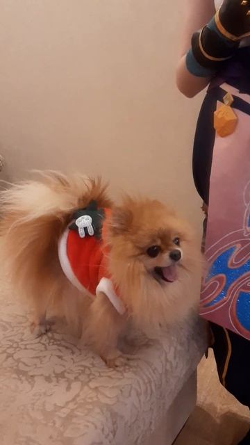 Новый год. Юми #dog #собака #шпиц #рыжик смотреть онлайн