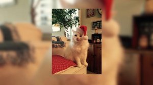 🎄песня Last Christmas (speed up) ☃️