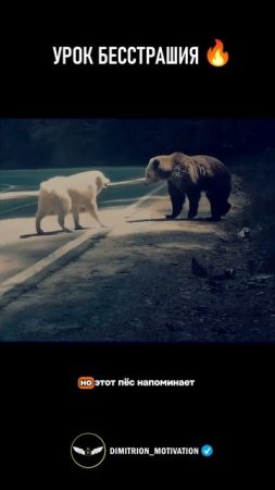 Урок бесстрашия от простой собаки #мотивация