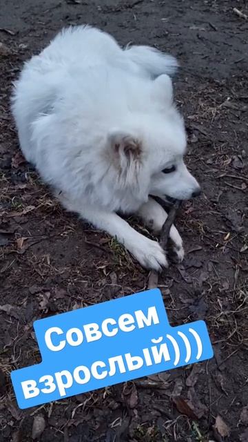 Совсем взрослый  японскийшпиц шпиц animal мойпес dog puppy