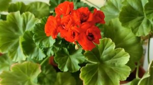 Прожилки на листьях Пеларгонии Герани