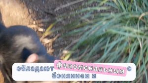 Топ 10 милых животных ,которые могут Вас убить