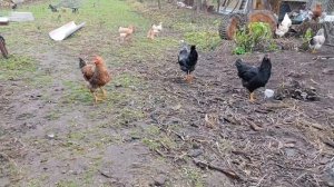 Переделал поилку для уток чтобы не разливалась вода. У