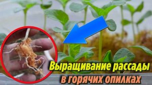 КАК ВЫРАСТИТЬ ОГУРЦЫ