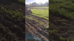 амжк 8 первая пахота