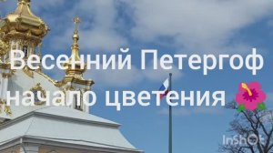 Весенний Петергоф начало цветения 🌺