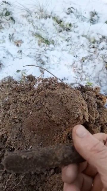 Winter forest #зима#лес #metaldetecting #noktamakrodetector#Estonia #forest #winter #мет? смотреть онлайн