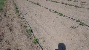 Монтаж капельного полива на малине.