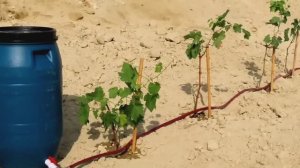 Капельный полив из бочки без насоса Самоделка своими руками для дома дачи огорода
