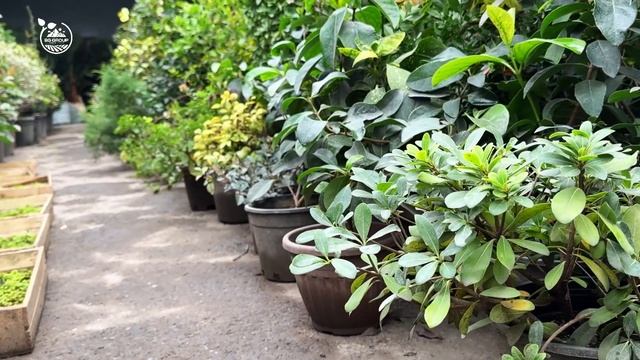 Чудо Грунт  tuproq aralashmasi  #грунт #раст #комнатныерастения смотреть онлайн