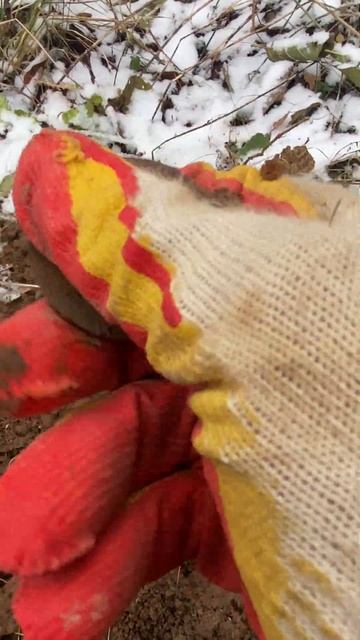 основа от часов#леснойскобарь#2023#лес#коп#металлоискат смотреть онлайн