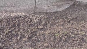 Безрассадные помидоры на 17 мая