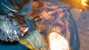 красноухие черепахи, утро 18-05-2025