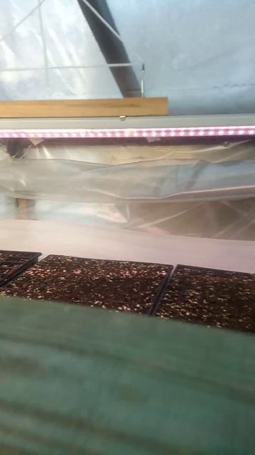 первые лучи солнца #дача #деревня #своимируками #питом? смотреть онлайн