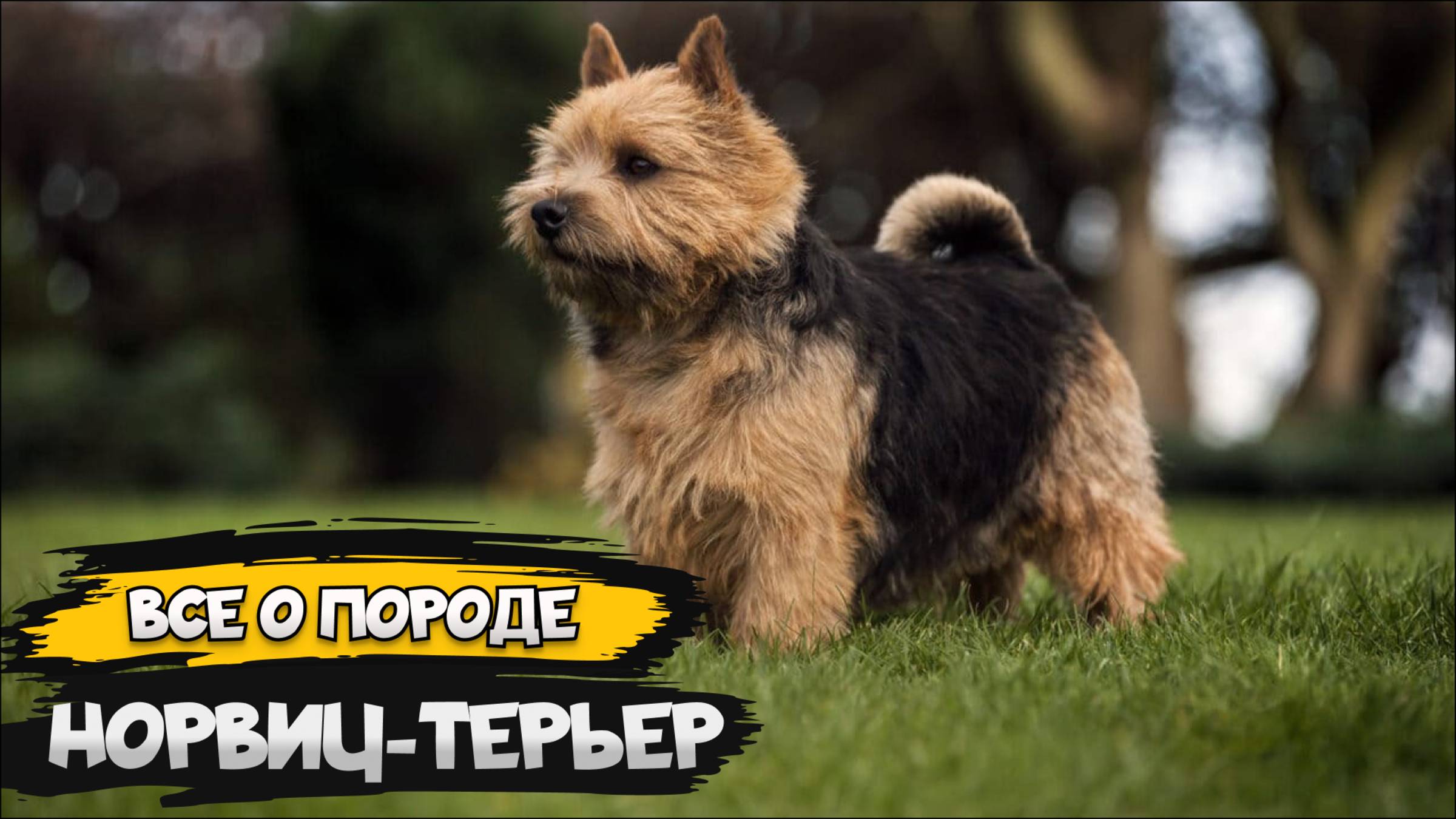 Норвич-терьер - Все о породе собаки | Собака породы - Норвич-терьер