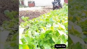 Вспашка в свал мотоблоком МТЗ