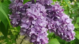 03.36  ХМЕЛЬНАЯ СИРЕНЬ    Исполнитель Юрий Антонов   Май 2025