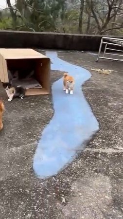 cat funny video #funny #catreaction #catvideos #pets #cute #animals
