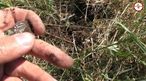 Коп на сабантуе.#коп 9.в Башкирии.