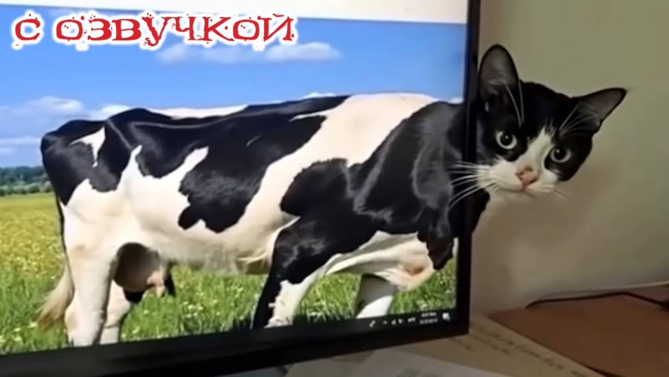 Приколы с котами! Смешные коты и собаки! С ОЗВУЧКОЙ! Смешные видео про животных!
