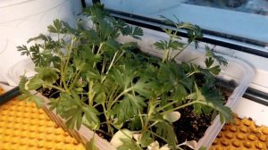 Рассада 2024: таймлапс. Дельфиниумы