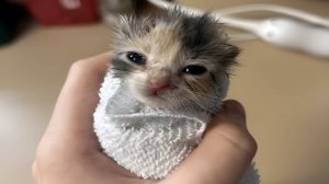 Приколы с котами! Смешные коты - Самые смешные животные С ОЗВУЧКОЙ! Ржака!!