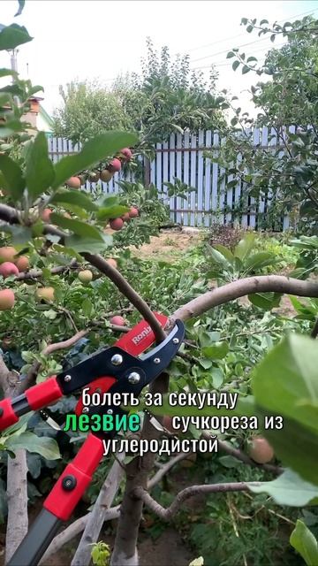 #обрезкадеревьев #обрезкасада #сад #сучкорез #выборсуч